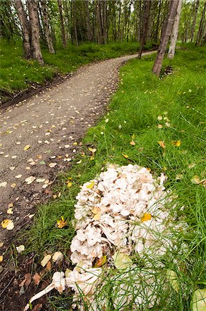 simsearch:854-03845147,k - View of a trail leading through the woods in the Helen Louise McDowell Sanctuary in Anchorage, Southcentral Alaska, Fall/n Foto de stock - Con derechos protegidos, Código: 854-03646453