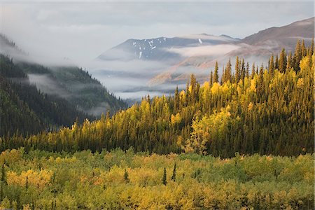 Autumnal view of Spruce, Aspen and Birch trees changing color near the entrance to Denali National Park, Interior Alaska, Fall Stock Photo - Rights-Managed, Code: 854-03646691