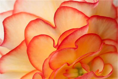extreme close up of a flower - Macro view of Begonia Petals, Girdwood, Southcentral Alaska, Summer Stock Photo - Rights-Managed, Code: 854-03646734