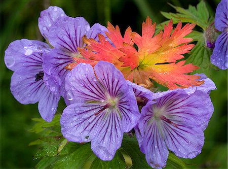 Wild Geranium blooms with premature fall leaf coloring in Glen Alps, Chugach State Park, Southcentral Alaska, Summer Stock Photo - Rights-Managed, Code: 854-03646736