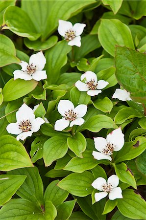 Close up view of Dwarf Dogwood on a trail near Campbell Creek and the Anchorage Coastal Wildlife Refuge, Anchorage, Southcentral Alaska, Summer/n Foto de stock - Con derechos protegidos, Código: 854-03646743