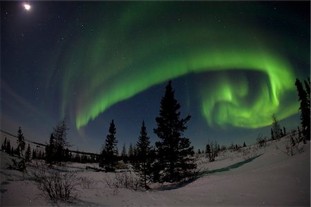 Wide angle view of Green Northern Lights (Aurora borealis) against a moonlit sky in Wapusk National Park, Manitoba, Canada Stock Photo - Rights-Managed, Code: 854-03646785