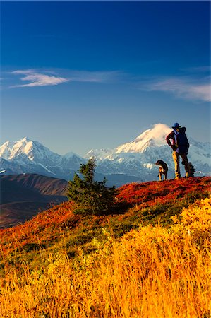 Un routard mâle et son chien profiter de la vue du mont McKinley en randonnée dans les collines Peters, parc d'état de Denali, centre-sud de l'Alaska, automne/n Photographie de stock - Rights-Managed, Code: 854-03646867