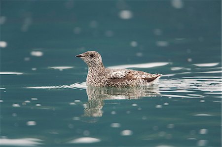 Kittlitz's Murrelet swimming in Heather Bay, Prince William Sound, Alaska, Southcentral, Summer, IUCN Critically Endangered Stock Photo - Rights-Managed, Code: 854-03662578