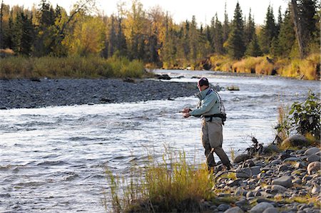 simsearch:854-05974408,k - Woman flyfishing and casts for wild steelhead on Deep Creek, Kenai Peninsula, Southcentral Alaska, Autumn Foto de stock - Direito Controlado, Número: 854-03739506