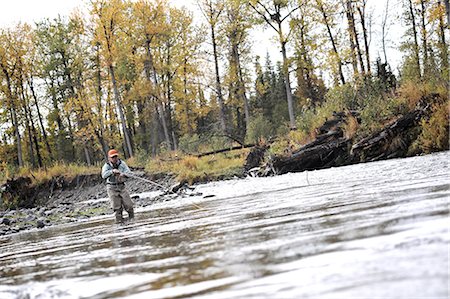 simsearch:700-03502969,k - Woman flyfishing and casts for wild steelhead on Deep Creek, Kenai Peninsula, Southcentral Alaska, Autumn Stock Photo - Rights-Managed, Code: 854-03739502