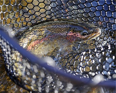 regenbogenforelle - Gros plan d'une truite arc-en-ciel dans un filet de pêche sur Deep Creek, la péninsule de Kenai, centre-sud de l'Alaska, automne Photographie de stock - Rights-Managed, Code: 854-03739519