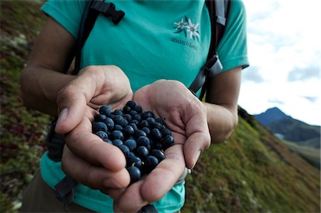 Close up of a woman holding Blueberries in Chugach State Park near Anchorage, Southcentral Alaska, Autumn Stock Photo - Rights-Managed, Code: 854-03739608