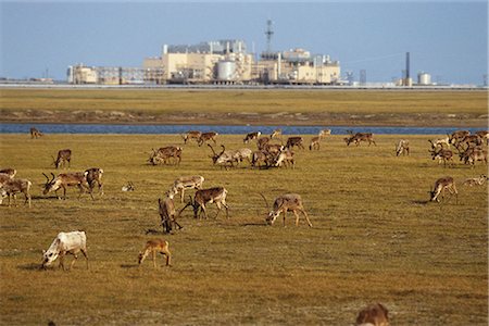 View of Caribou grazing on tundra near Lisburne Oil Facilities on the North Slope, Prudhoe Bay, Arctic Alaska, Summer Foto de stock - Con derechos protegidos, Código: 854-03739628