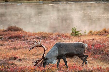 Bull caribou browses amidst the Autumn tundra on the north side of Wonder Lake in Denali National Park & Preserve, Interior Alaska, Fall Stock Photo - Rights-Managed, Code: 854-03739629