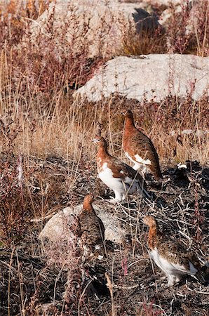 simsearch:400-08796624,k - Willow Ptarmigan, with changing plumage, stand amongs underbrush at Finger Mountain along the Dalton Highway, Interior Alaska, Autumn Foto de stock - Con derechos protegidos, Código: 854-03739638