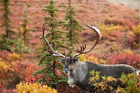 Bull caribou stands amidst the Autumn tundra on the north side of Wonder Lake in Denali National Park & Preserve, Interior Alaska, Fall Foto de stock - Con derechos protegidos, Código: 854-03739630