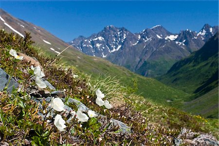 simsearch:854-03845147,k - A cluster of mountain avens decorate a hillside in Crow Pass, Chugach Mountains, Chugach State Park, Southcentral Alaska, Summer Foto de stock - Con derechos protegidos, Código: 854-03739671