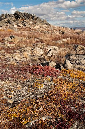 simsearch:854-03845147,k - Autumn colors of tundra on the rocky landscape at Finger Mountain along the Dalton Highway, Interior Alaska, Fall Foto de stock - Con derechos protegidos, Código: 854-03739673
