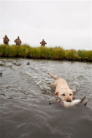 Laboratoire jaune récupère un canard chasseur attendant le long de la côte de la baie Bristol à Crystal Creek Lodge, King Salmon, sud-ouest de l'Alaska, l'été Photographie de stock - Rights-Managed, Code: 854-03739717