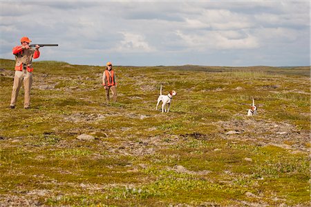 simsearch:854-03739710,k - A couple hunts for birds on the tundra near Crystal Creek Lodge, King Salmon, Bristol Bay, Southwest Alaska, Summer Foto de stock - Con derechos protegidos, Código: 854-03739720