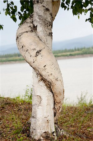 enmarañado - A birch tree wraps around another birch outside of the historical Slaven's Roadhouse along the the Yukon River, Yukon-Charley Rivers National Preserve,  Interior Alaska, Summer Foto de stock - Con derechos protegidos, Código: 854-03739741