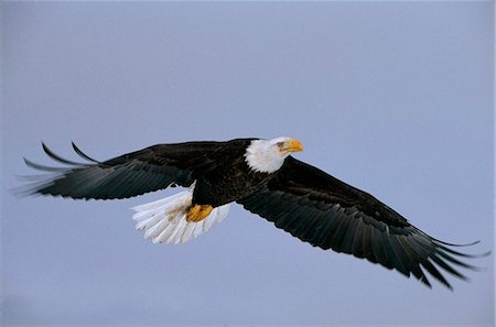 Bald Eagle in flight over  Mikfik Creek, McNeil River State Game Sanctuary, Southwest Alaska, Summer Foto de stock - Con derechos protegidos, Código: 854-03739794