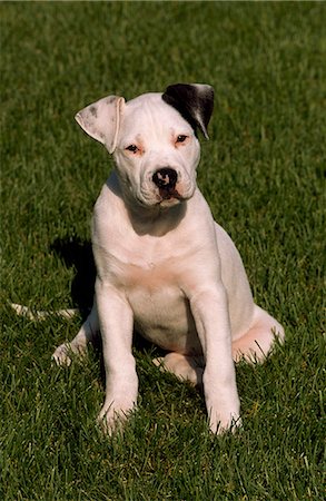 American Bulldog puppy sitting on a green lawn, Southcentral Alaska, Summer Stock Photo - Rights-Managed, Code: 854-03739796