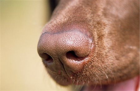 dog noses - Close up of the nose of a Chocolate Labrador Retriever, Southcentral Alaska, Summer Stock Photo - Rights-Managed, Code: 854-03739797