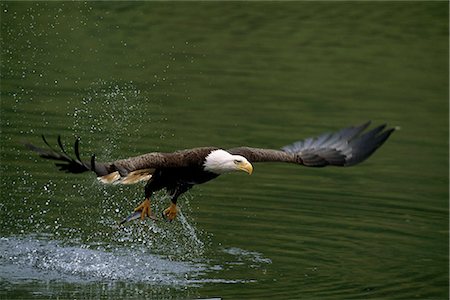 Bald Eagle catches fish on a fly over Mikfik Creek, McNeil River State Game Sanctuary, Southwest Alaska, Summer Stock Photo - Rights-Managed, Code: 854-03739792