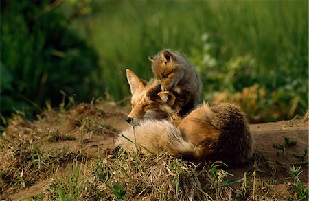 Femelle Red Fox et - semaine âgé de six trousses de fox den site, McNeil River State Game Sanctuary, sud-ouest en Alaska, l'été Photographie de stock - Rights-Managed, Code: 854-03739804