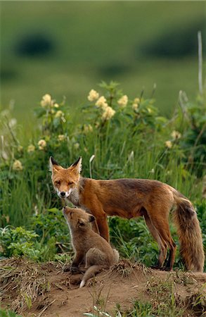 Female Red Fox and six-week old fox kit at den site, McNeil River State Game Sanctuary, Southwest Alaska, Summer Fotografie stock - Rights-Managed, Codice: 854-03739806