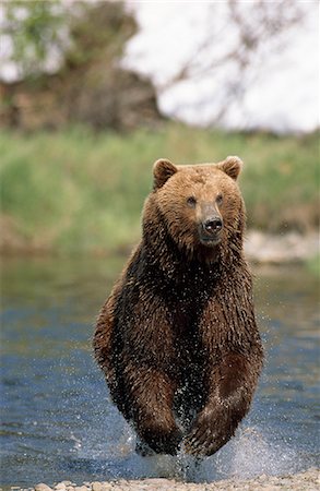 simsearch:854-03845793,k - Grizzly bear charge Mikfik ruisseau, McNeil rivière état Game Sanctuary, sud-ouest de l'Alaska, l'été Photographie de stock - Rights-Managed, Code: 854-03739815