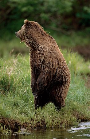 Grizzly bear stands on hind feet near Mikfik Creek, McNeil River State Game Sanctuary, Southwest Alaska, Summer Stock Photo - Rights-Managed, Code: 854-03739827