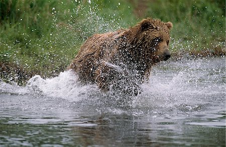 Grizzly bear charging through stream to catch salmon in Mikfik Creek, McNeil River State Game Sanctuary, Southwest Alaska, Summer Foto de stock - Con derechos protegidos, Código: 854-03739828