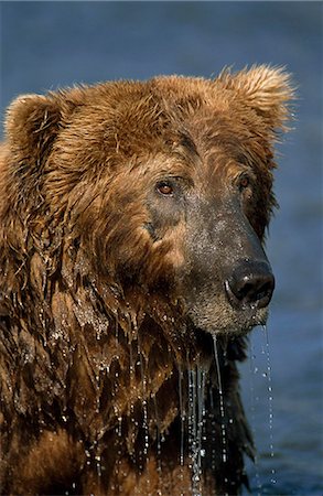 Close up of a wet Grizzly bear while fishing in Mikfik Creek, McNeil River State Game Sanctuary, Southwest Alaska, Summer Foto de stock - Con derechos protegidos, Código: 854-03739822