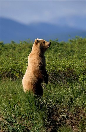 predatory - Grizzly bear stands on hind feet looking over brush near Mikfik Creek, McNeil River State Game Sanctuary, Southwest Alaska, Summer Foto de stock - Con derechos protegidos, Código: 854-03739823