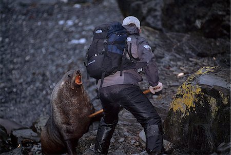 scare night - Man uses an oar to fend off an attack by an  Antarctic Fur Seal, Hercules Bay, Island of South Georgia, Antarctica, Summer Stock Photo - Rights-Managed, Code: 854-03739831