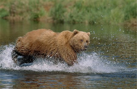 Grizzly bear, recharge par le biais de cours d'eau pour pêcher le saumon dans le ruisseau de Mikfik, refuge de gibier état rivière McNeil, sud-ouest de l'Alaska, l'été Photographie de stock - Rights-Managed, Code: 854-03739832