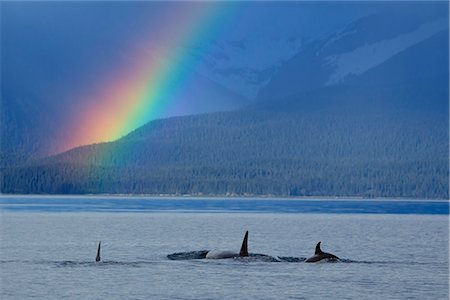 A group of Orca surface in  Lynn Canal with rainshowers and a rainbow beyond, Coastal Range, Inside Passage, Southeast Alaska, Summer. Composite Foto de stock - Con derechos protegidos, Código: 854-03739844