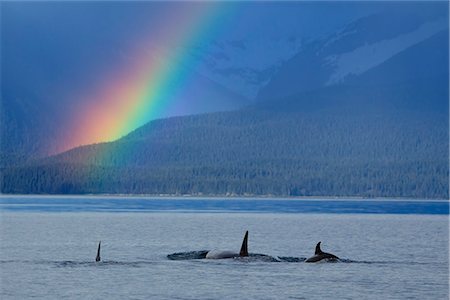 simsearch:854-05974213,k - A group of Orca surface in  Lynn Canal with rainshowers and a rainbow beyond, Coastal Range, Inside Passage, Southeast Alaska, Summer. Composite Stock Photo - Rights-Managed, Code: 854-03739844