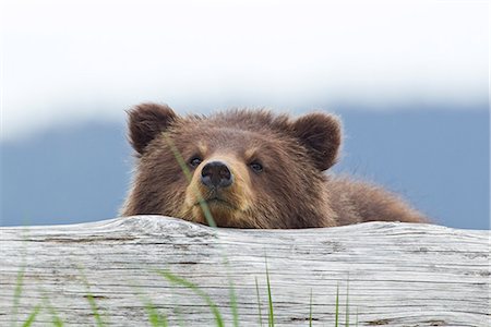 Un petit ours brun repose sa tête sur un journal dans un estuaire sur l'île de l'Amirauté, Pack Creek, forêt nationale de Tongass, sud-est de l'Alaska, l'été Photographie de stock - Rights-Managed, Code: 854-03739850