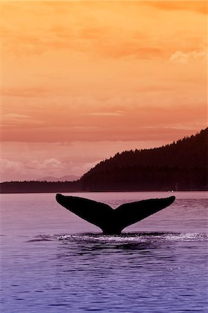 Silhouette de douve d'une baleine à bosse comme il retourne dans les profondeurs du Canal Seymour au coucher du soleil, île de l'Amirauté au-delà, Inside Passage, forêt nationale de Tongass, sud-est de l'Alaska, l'été Photographie de stock - Rights-Managed, Code: 854-03739852
