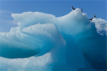 Close up of an iceberg in Stephens Passage with gulls perched on top, Inside Passage, Southeast Alaska, Summer Foto de stock - Con derechos protegidos, Código: 854-03739874