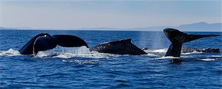 summer sound - Humpback Whales lift their flukes as they return to the depths of Frederick Sound on a misty morning with Coast Mountains in the distance, Tongass National Forest, Inside Passage, Southeast Alaska, Summer Stock Photo - Rights-Managed, Code: 854-03739875