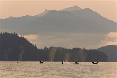 Humpback Whales lift their flukes as they return to the depths of Frederick Sound on a misty morning with Coast Mountains in the distance, Tongass National Forest, Inside Passage, Southeast Alaska, Summer Foto de stock - Con derechos protegidos, Código: 854-03739871