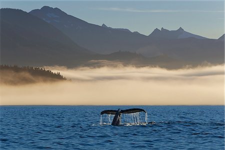 Queue de baleine à bosse visible le long d'un brouillard enveloppé rivage à Frederick Sound, à l'intérieur du Passage, Cordillère de la côte sud-est de l'Alaska, l'été. Composite Photographie de stock - Rights-Managed, Code: 854-03739873