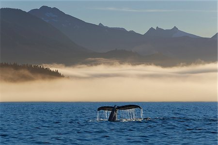 Buckelwal Schwanz entlang einem Nebel eingehüllt Küste in Frederick Sound, Inside Passage, Coastal Range, Southeast Alaska, Sommer. Komposit Stockbilder - Lizenzpflichtiges, Bildnummer: 854-03739873