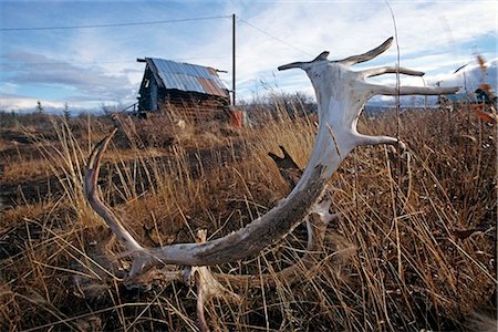 Close up of a Caribou antler on a grassy slope with a weathered building in the background, Arctic Village, Arctic Alaska, Autumn Stock Photo - Rights-Managed, Code: 854-03739910