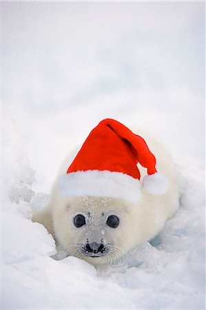 sattelrobbe - Close up View of Harp Seal Pup trägt eine Nikolausmütze auf Magdalenen-Inseln, Quebec, Kanada, COMPOSITE Stockbilder - Lizenzpflichtiges, Bildnummer: 854-03739922