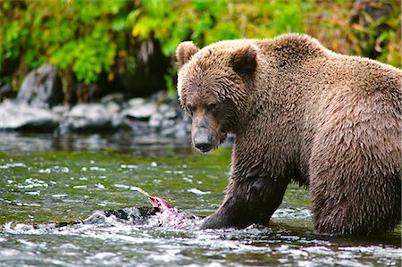 simsearch:854-03739828,k - Bouchent la vue d'une pêche ours brun adulte pour le saumon dans le fleuve russe, la péninsule de Kenai, centre-sud de l'Alaska, l'été Photographie de stock - Rights-Managed, Code: 854-03739985