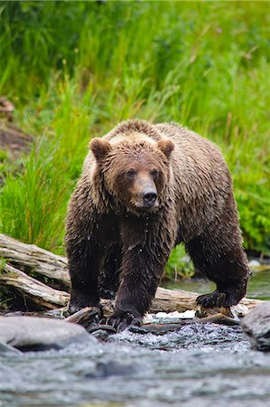 simsearch:854-03740300,k - Bouchent le portrait d'une adulte pêche ours brun pour le saumon dans le fleuve russe, la péninsule de Kenai, centre-sud de l'Alaska, l'été Photographie de stock - Rights-Managed, Code: 854-03739988