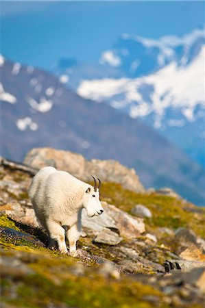 simsearch:854-03845598,k - Une chèvre de montagne près Harding Icefield sentier de sortie Glacier pâturage sur les plantes, le Parc National de Kenai Fjords, la péninsule de Kenai, centre-sud de l'Alaska, l'été Photographie de stock - Rights-Managed, Code: 854-03740005