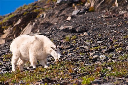 Mountain Goat grazing near Exit Glacier's Harding Icefield Trail, Kenai Fjords National Park, Kenai Peninsula, Southcentral Alaska, Summer Foto de stock - Direito Controlado, Número: 854-03740002