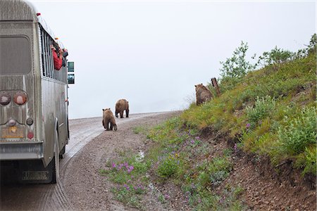 Tourists lean out a tour bus window with cameras while a grizzly sow and cubs sit and walk along the park road on a rainy day at Sable Pass, Denali National Park, Interior Alaska, Summer Stock Photo - Rights-Managed, Code: 854-03740013